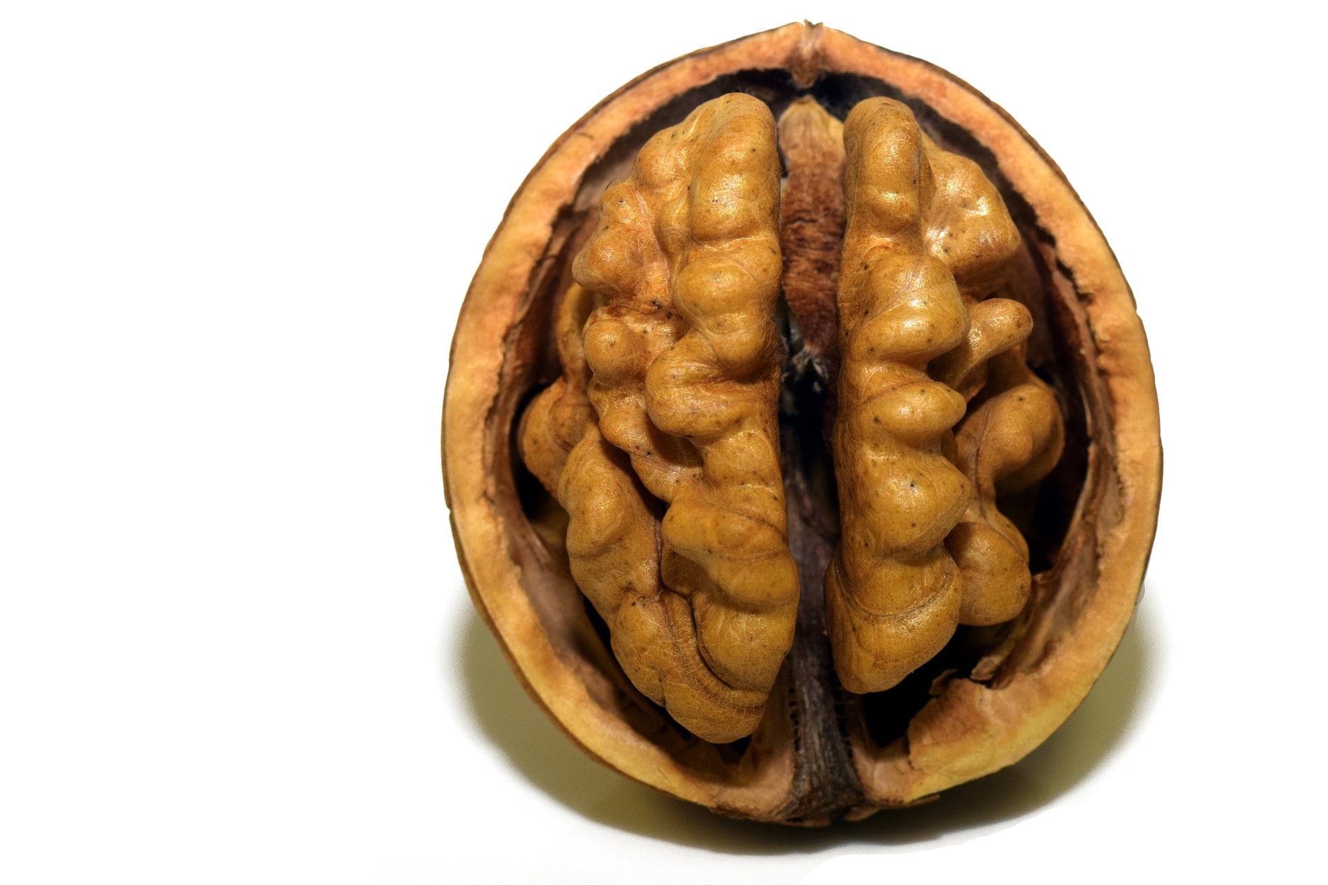 Jádro vlašského ořechu vypadá jako lidský mozek / foto: pixabay.com