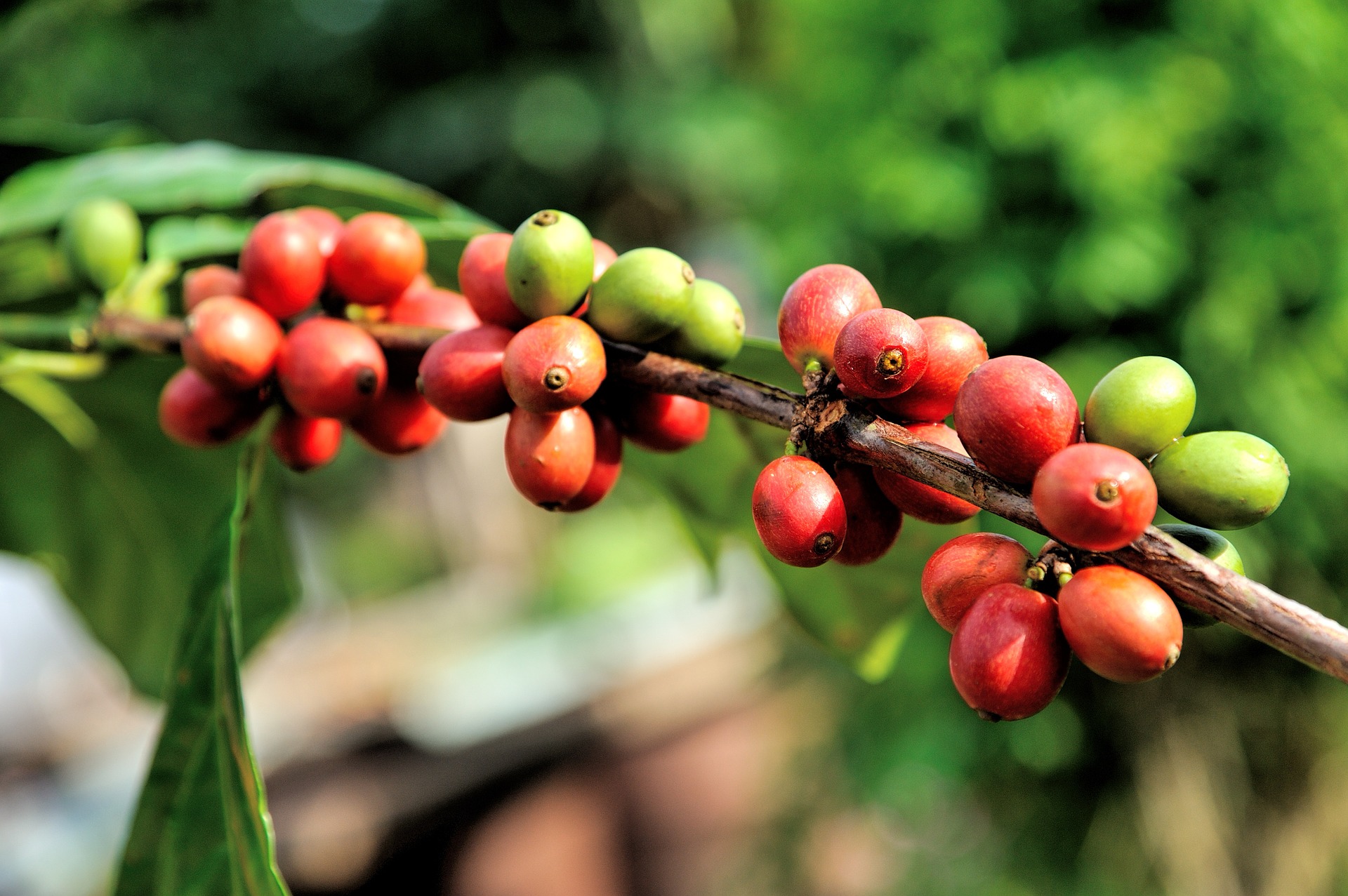 Plody kávovníku tvoří červené boby / zdroj: pixabay.com
