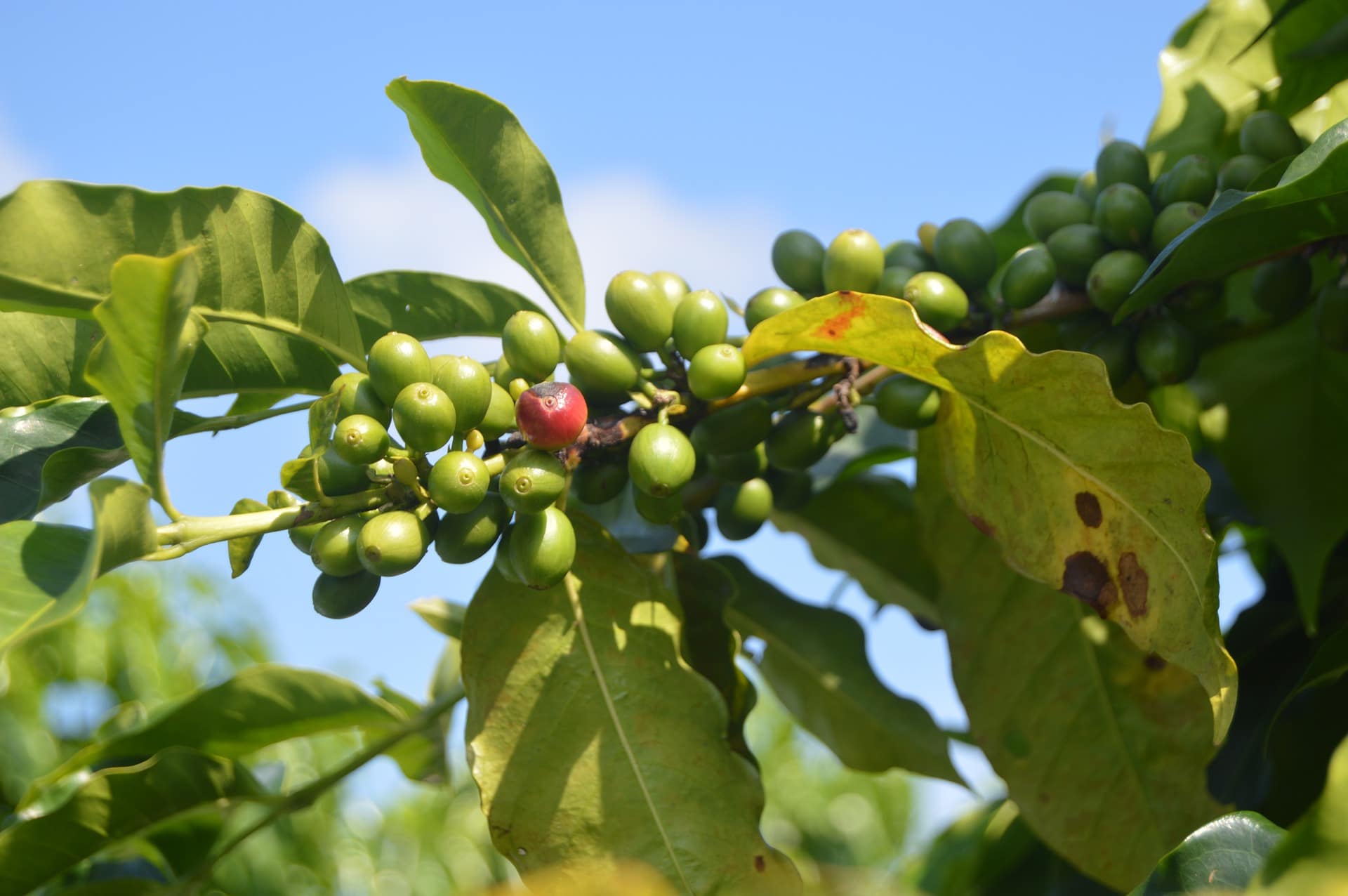 Zelená káva má pozitivní vliv na hubnutí / foto: pixabay.com