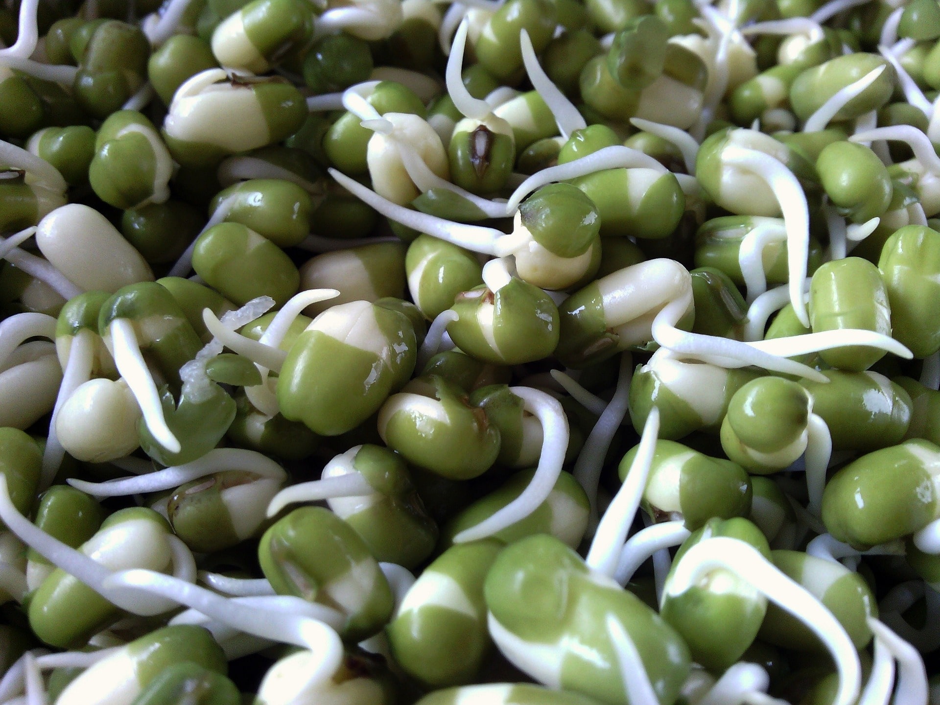 Klíčením fazolí mungo získáme potravinu s vyšším obsahem živin / foto: pixabay.com