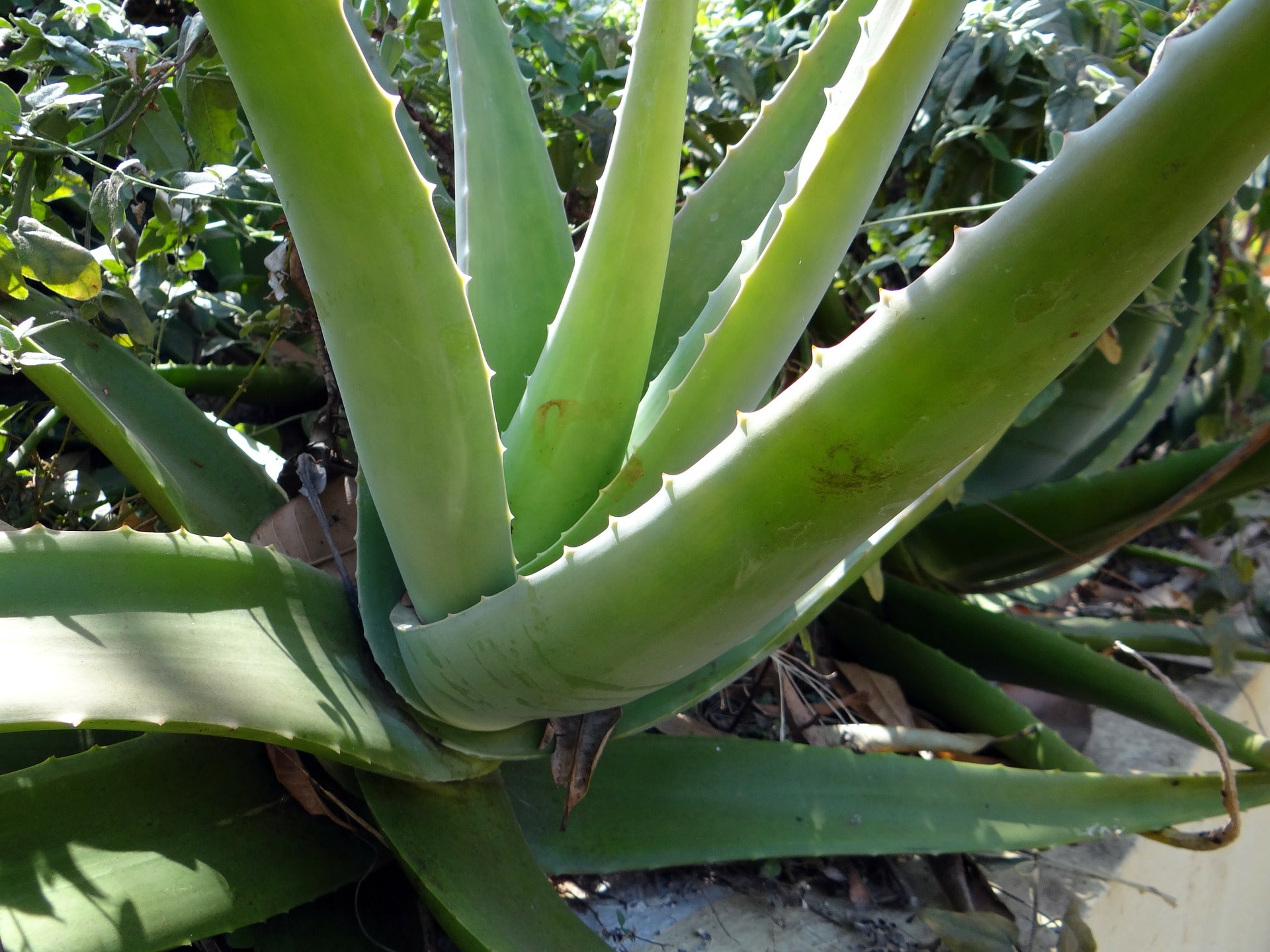 Aloe vera je stálezelená bylina s přízemní růžicí dlouhých dužnatých a na okraji lehce ostnitých listů / foto: pixabay.com