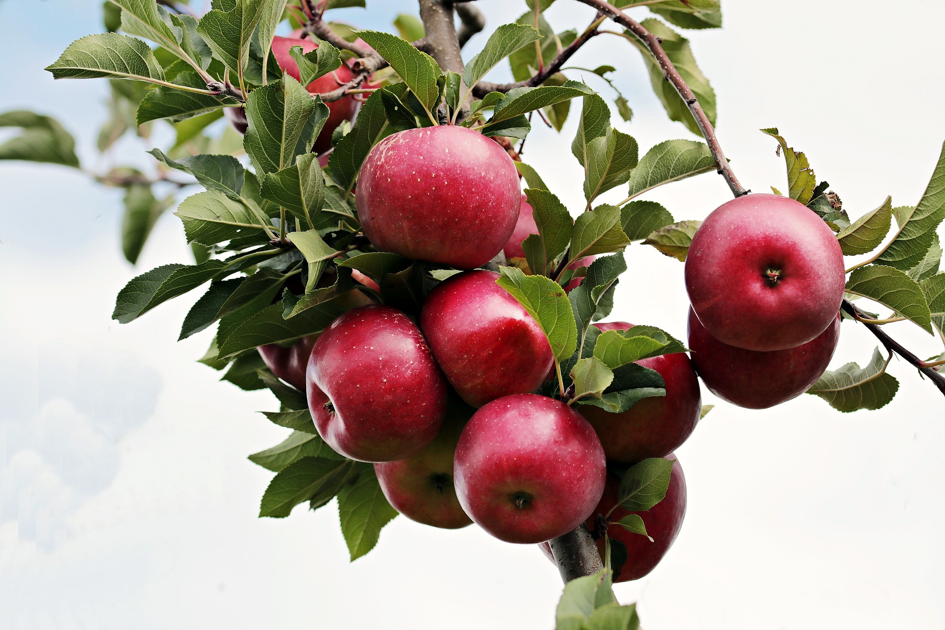 Na výrobu jablečného octu se používají čerstvá šťavnatá jablka / foto: pixabay.com