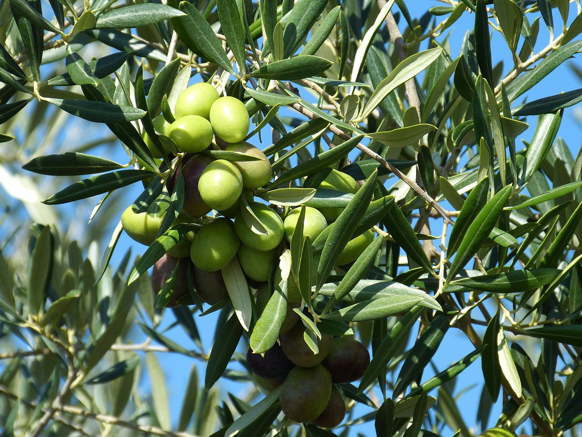 Extra virgin olivový olej se získává z čerstvě natrhaných oliv / foto: pixabay.com